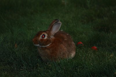 Seeing Red