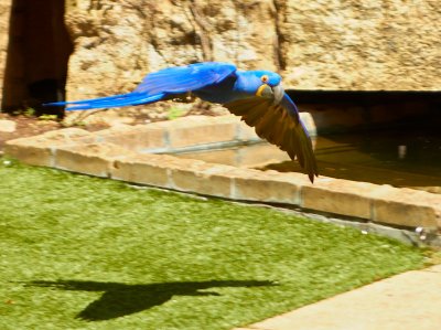 Hyacinth Macaw