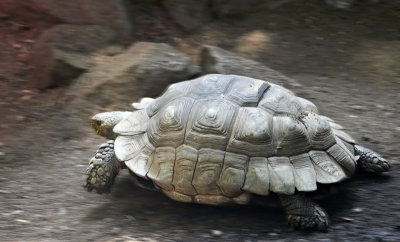 Slow Motion ; aka The Racing Turtle