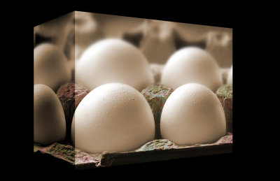   Carton of Eggs