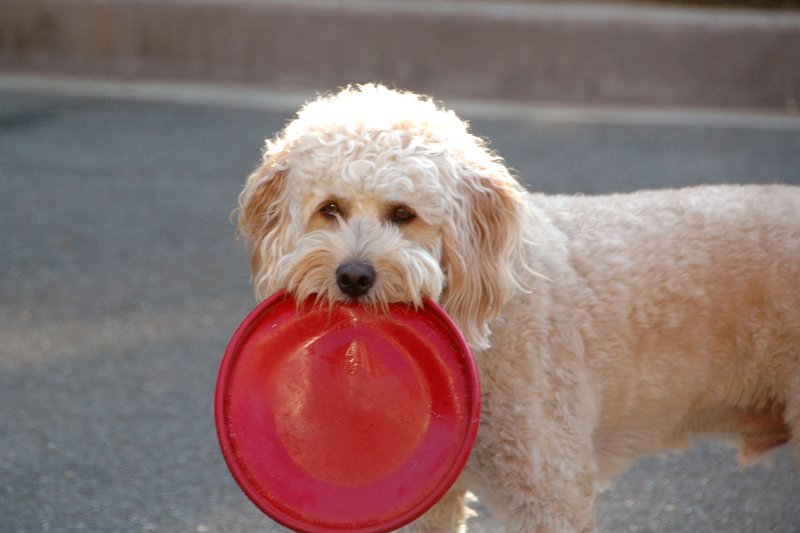 Frisbee?  What frisbee?  I dont see any frisbee