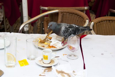 Enjoying leftovers from lunch (not ours!)