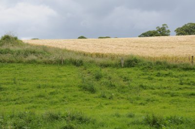 Field near Kells Priory, County Kilkenny (3197)