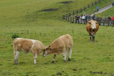 Cattle on the grounds of the Cliffs of Moher visitor center (3355)