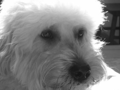 Goldendoodle in black and white
