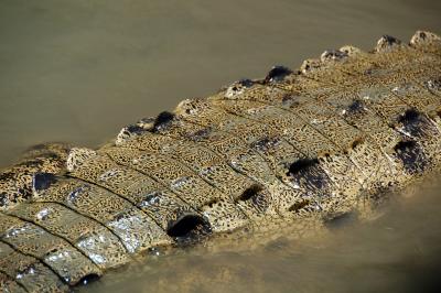 Close-up of the croc's back