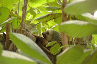 Close up of the sloth