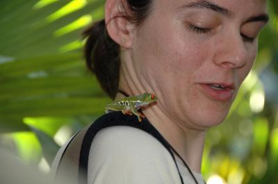 Red-eyed Leaf Frog and Friend