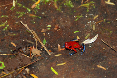 Strawberry Poison Dart Frog