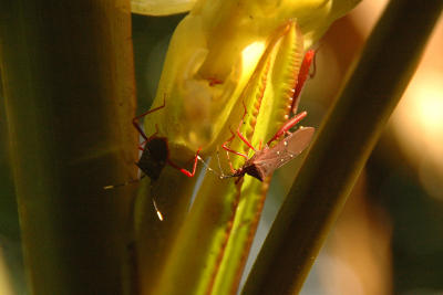 Not sure what kind of bugs these are, but I thought they made a nice picture