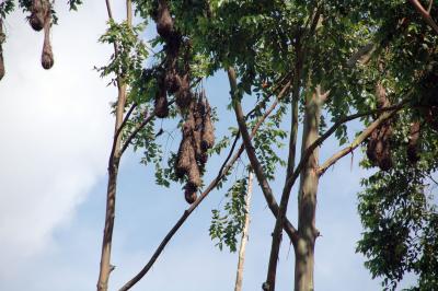 Hanging nests of Oropendola Montezuma