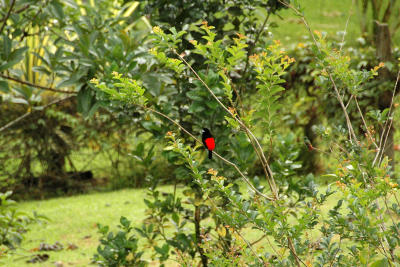Red-Rumped Tanager