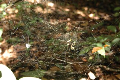 Intricate Spider Web Near Arenal