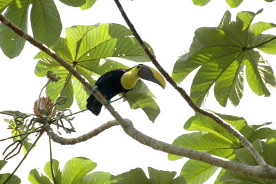 Toucan in a Tree