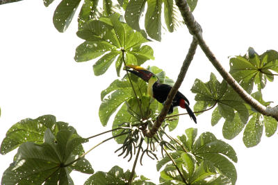 Another View of the Toucan