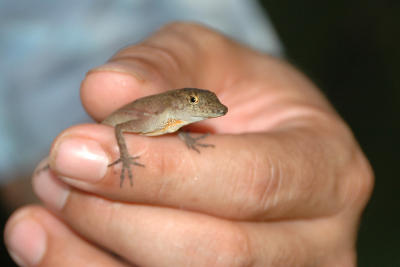 Tiny Lizard