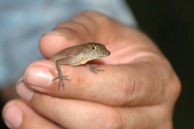 Tiny Lizard