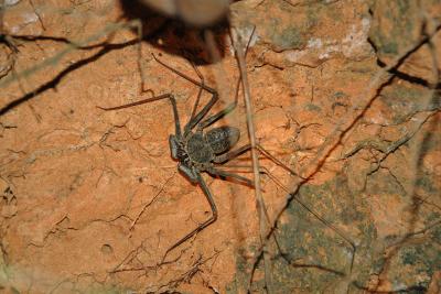 Night Hike With the Bug Lady:  Tailless Whip Scorpion