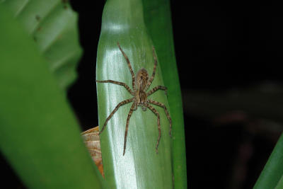 Night Hike With the Bug Lady: Wandering Spider