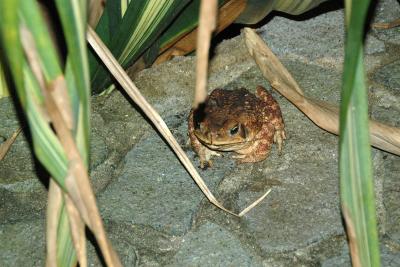 Night Hike With the Bug Lady: Marine Toad