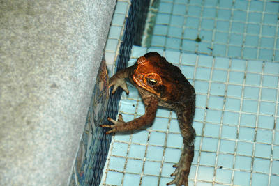 Night Hike With the Bug Lady:  Marine Toad in the Swimming Pool