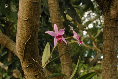 Orchids in the Garden, Hotel Bougainvillea, Heredia, near San Jose