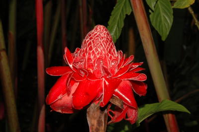 Flower in the Garden, Hotel Bougainvillea, Heredia, near San Jose