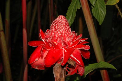 Flower in the Garden, Hotel Bougainvillea, Heredia, near San Jose