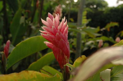 Wild Ginger in the Garden, Hotel Bougainvillea, Heredia, near San Jose