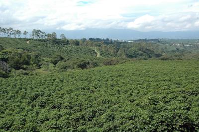 Coffee Plantation in the Central Valley, Costa Rica