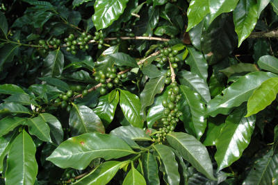 Unripe Coffee Beans