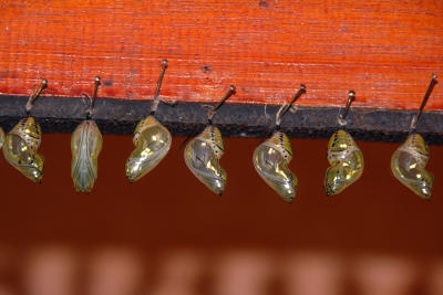 Chrysali in the Butterfly Hatchery at the La Paz Waterfall Garden