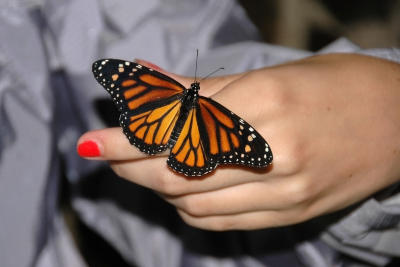 Monarch Butterfly on Samantha's Hand in the Butterfly Hatchery at the La Paz Waterfall Garden