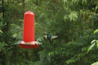 Hummingbird at the La Paz Waterfall Garden