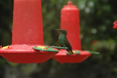 Hummingbird at the La Paz Waterfall Garden