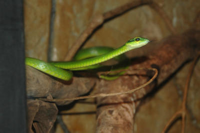 Snake in the La Paz Waterfall Garden