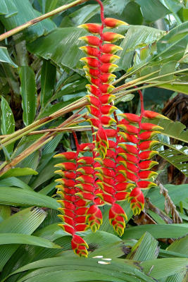 Heliconia at Xandari