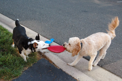 Kona and Eddie battling over Eddie's frisbee