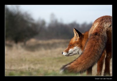 0255 fox