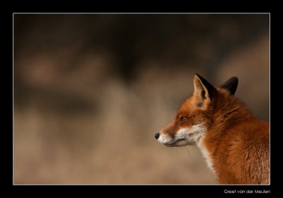0268 fox