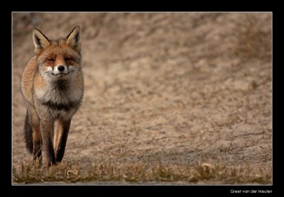 9323 proud fox