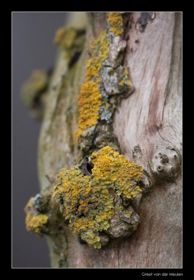 1197  common orange lichen