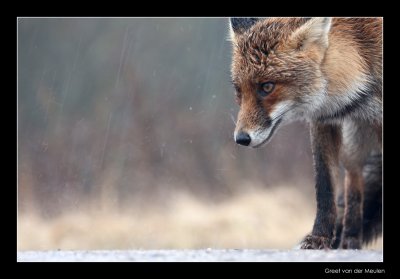 8944 fox in rain