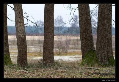 0395 Oak coppice in Dutch landscape