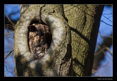 0655 tawny owl enjoying the sun