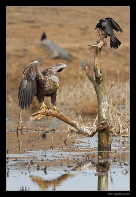 1465 white tailed eagle and hooded crow