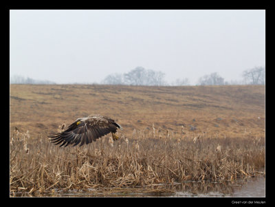2194 white tailed eagle flying away