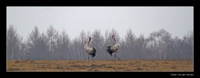 2773 dancing cranes