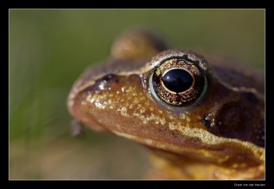 6395 frog