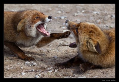 7814 fighting foxes